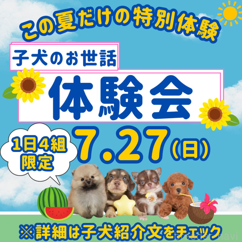 千葉県でチワックス:チワワ×ミニチュアダックスフンドの